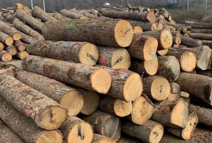 Quảng Nam: Chứa gỗ trái phép trong nhà, 1 cán bộ bị cách chức