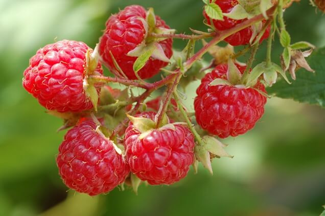 Những loại quả mọng tốt cho bệnh tiểu đường
