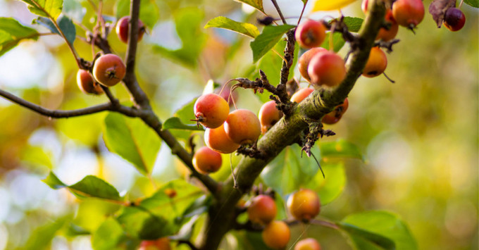 Lợi ích, công dụng và tác dụng phụ của quả Kokum