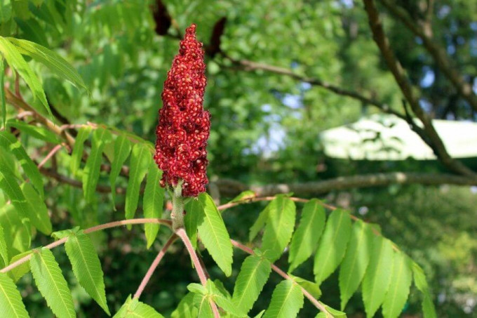 Lợi ích cho sức khỏe của cây Sumac