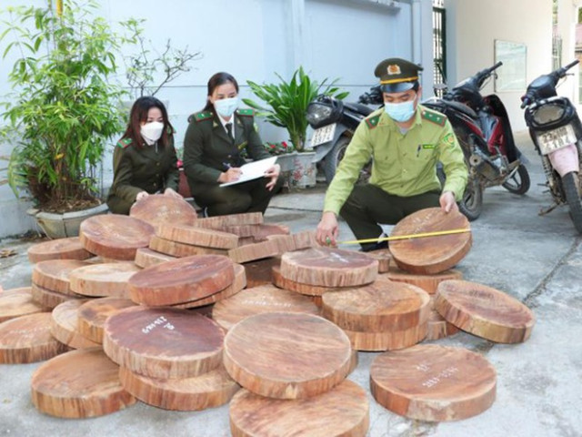 Hà Giang phát hiện 3 đối tượng vận chuyển lâm sản trái phép