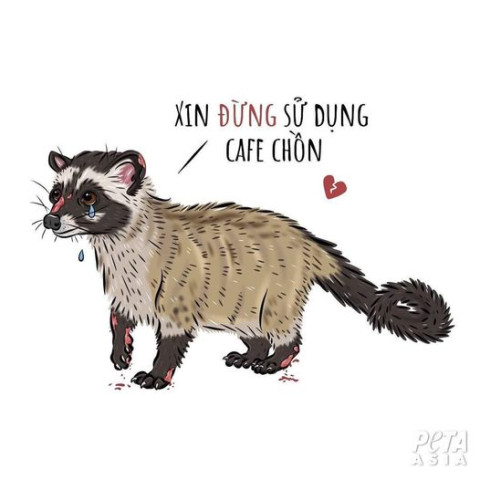 Tại sao không nên uống cà phê chồn?