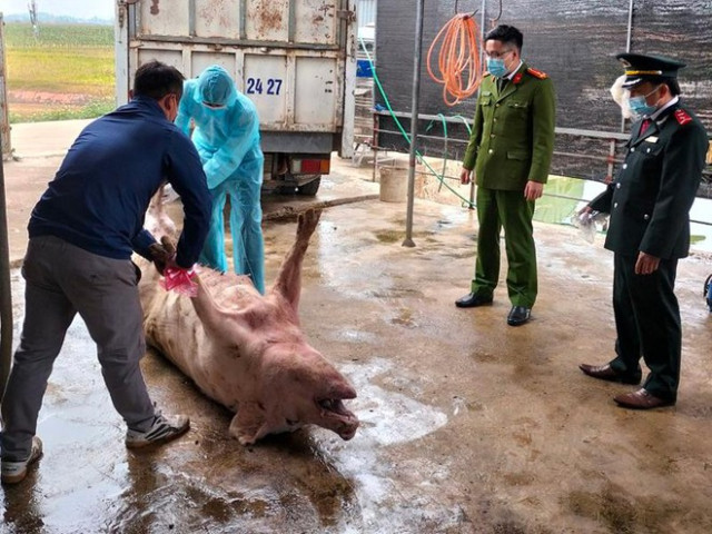 Bắc Giang phát hiện xe tải chở 1 tấn lợn nhiễm dịch tả lợn Châu Phi