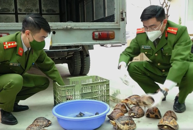 Hà Nội phát hiện ô tô chứa 100 cá thể rùa quý hiếm