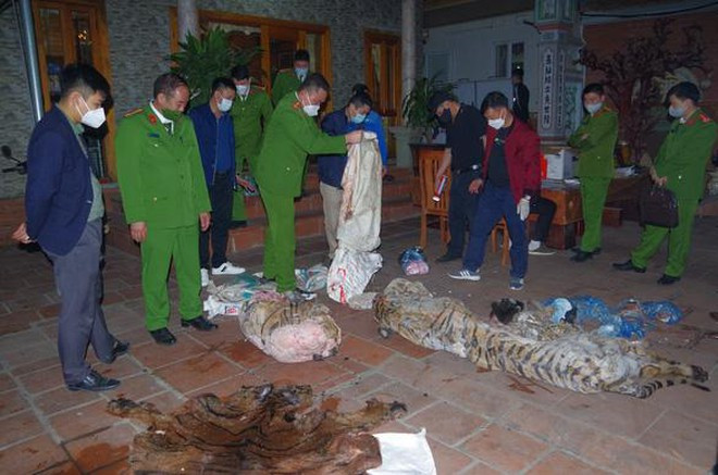 Thái Nguyên: Chủ tịch xã Tiên Phong giết, mổ 1 cá thể hổ để nấu cao