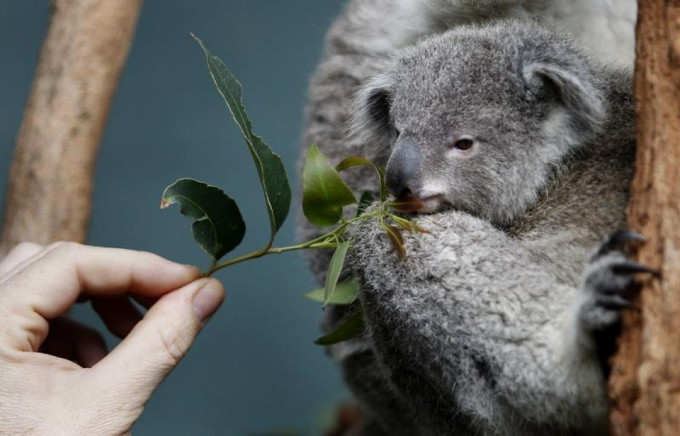 Australia: Cảnh báo nguy cơ gấu túi tuyệt chủng