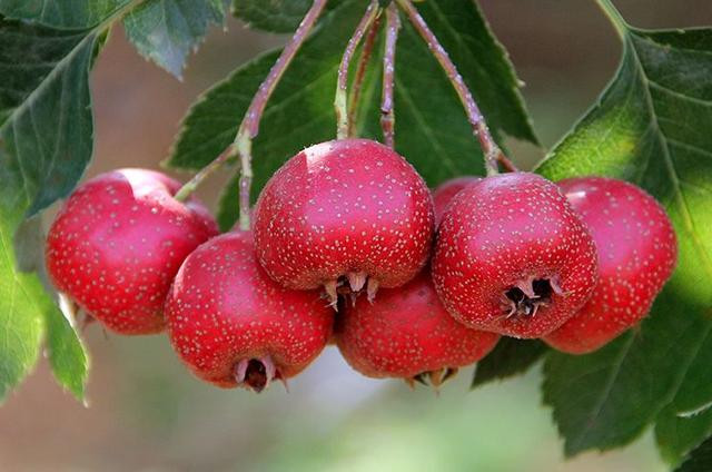 Những điều cần chú ý khi ăn táo gai