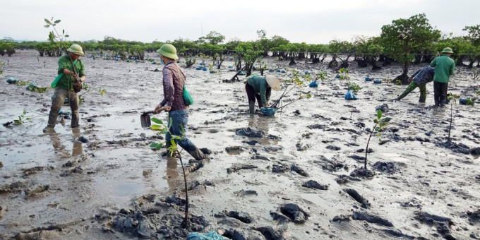 Quảng Ninh phát triển những cánh rừng ngập mặn ven biển của huyện Hải Hà