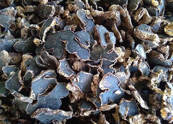 Gừng đen - Vị thuốc vàng giúp cải thiện sức khỏe