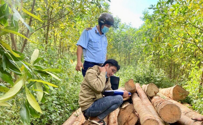 Quảng Ngãi tạm giữ một số lâm sản là gỗ trái phép
