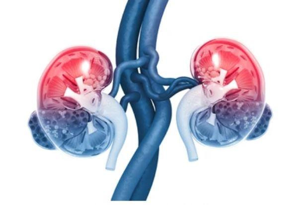 8 lời khuyên để giữ thận khỏe mạnh ở thanh thiếu niên