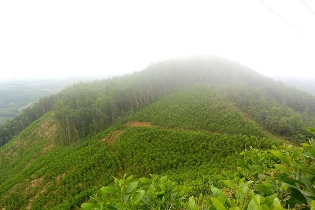 Quảng Ngãi tỷ lệ che phủ rừng toàn tỉnh đạt 50,72%
