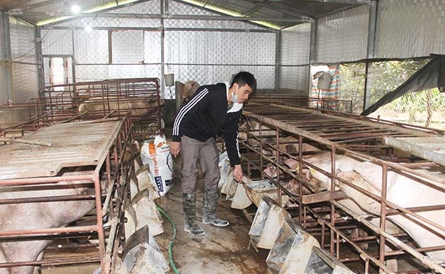 Sơn La chủ động ngăn chặn dịch bệnh trên đàn gia súc
