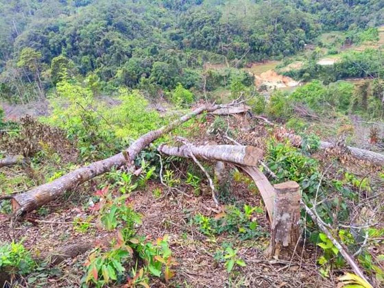 Kon Tum khởi tố 11 đối tượng tham gia phá 14.000m² rừng