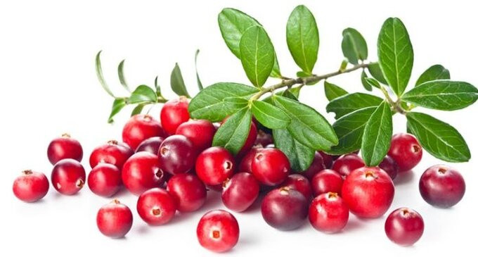 Lợi ích của quả nam việt quất khi ăn hàng ngày giúp cải thiện sức khỏe tim mạch