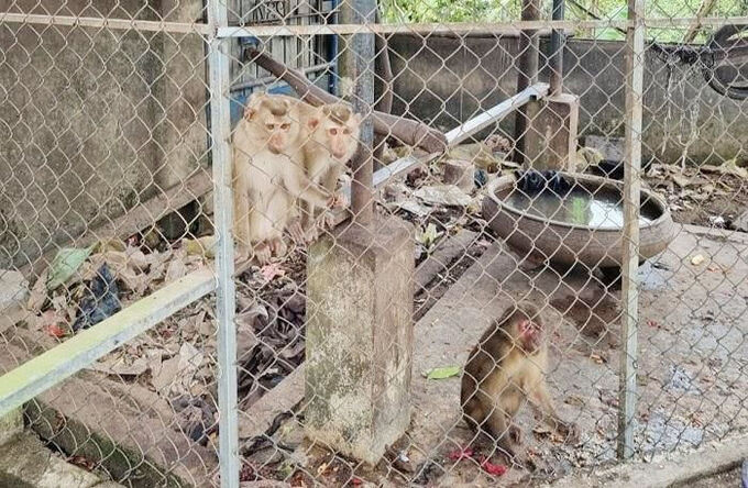 Thừa Thiên Huế phát hiện 4 cá thể khỉ quý hiếm được gửi vào chùa để phóng sinh