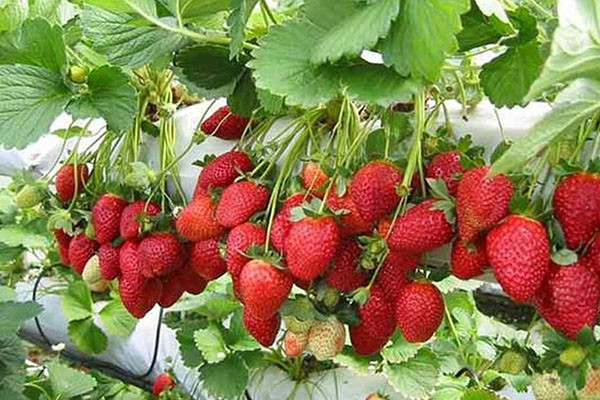 Những loại trái cây tốt cho người cao tuổi