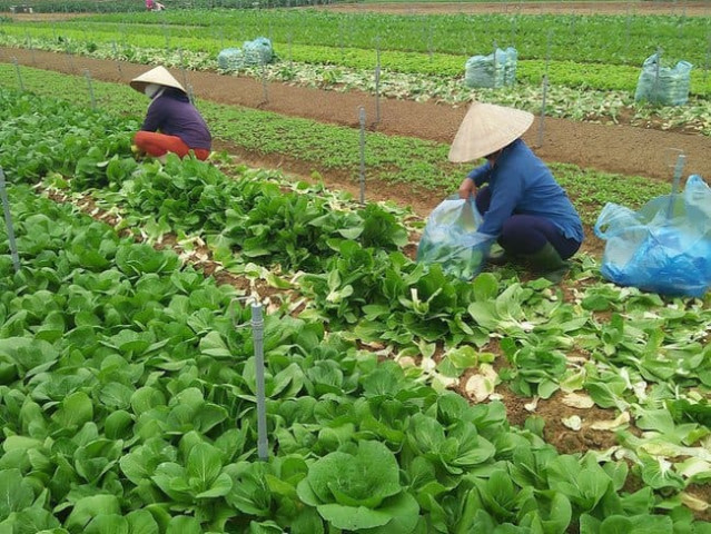 Tháng hành động Vệ sinh an toàn thực phẩm 2022: Kiểm soát đầu vào và liên kết chuỗi cung ứng