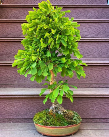 7 loại cây có lợi cho sức khỏe để trồng trong nhà