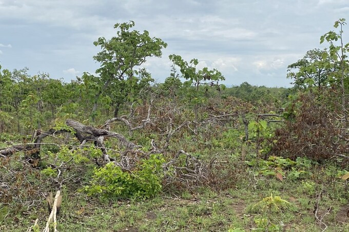 100 ha rừng tại Đắk Lắk bị phá khi cán bộ kiểm lâm mắc COVID-19