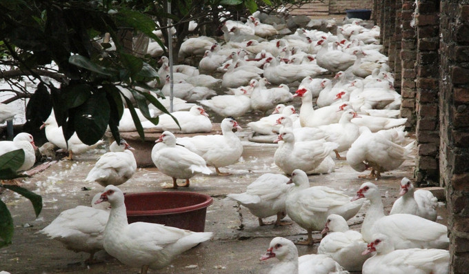 Bắc Ninh tăng cường các giải pháp kiểm soát, phòng, chống bệnh cúm gia cầm phát sinh, lây lan