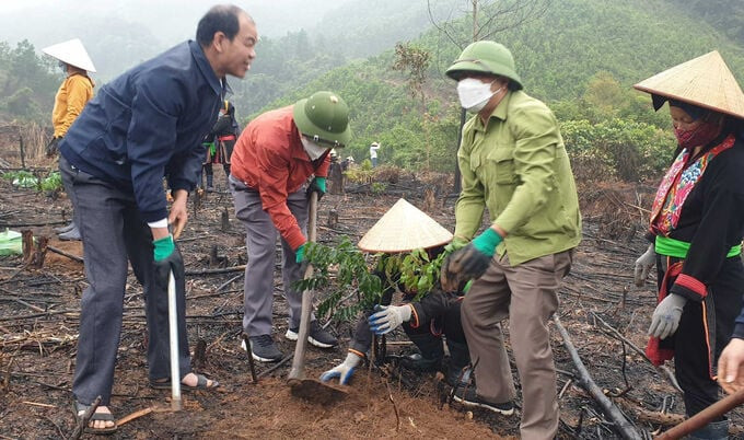 Quảng Ninh ứng phó với biến đổi khí hậu: Hồi sinh những cánh rừng gỗ lớn