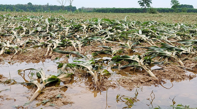 Quảng Trị tổ chức cuộc họp bàn giải pháp khắc phục hậu quả mưa lũ dị thường