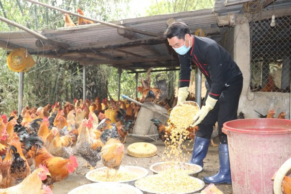 Quảng Ninh kiểm soát dịch bệnh trên gia súc, gia cầm