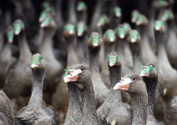 Hungar: Phát hiện ổ dịch cúm gia cầm H5N1 tại trại nuôi ngỗng