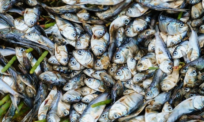Thừa Thiên – Huế: Cá nuôi lồng bất ngờ chết hàng loạt