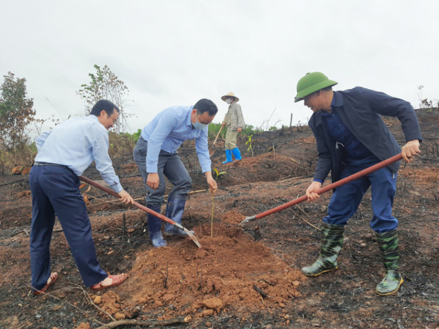 Quảng Ninh phát động trồng rừng lim, giổi, lát tại huyện Tiên Yên và Bình Liêu