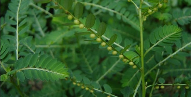 Tác dụng của cây chó đẻ răng cưa trong chữa bệnh