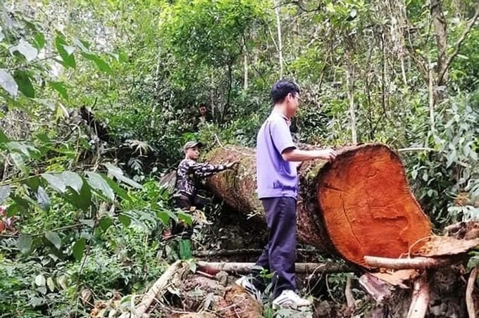 Tuyên Quang điều tra vụ phá rừng đặc dụng