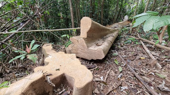 Phát hiện vụ phá rừng tự nhiên tại Quảng Trị