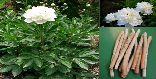 Tác dụng chữa bệnh của bạch thược