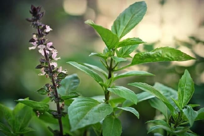 Những loại thảo mộc tốt nhất để trồng trong nhà