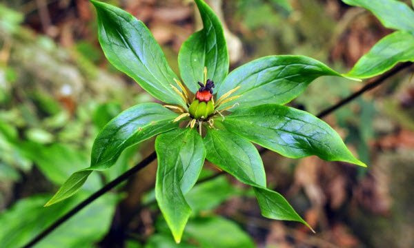 Bảy lá một hoa – Cây thuốc nam quý