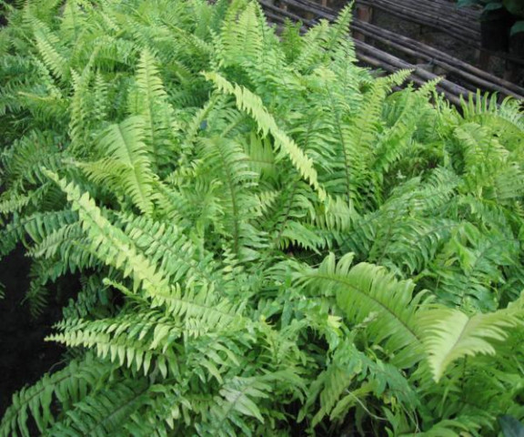 Tác dụng của cây dương xỉ