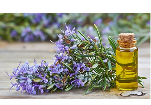 5 loại thảo mộc giúp tăng cường sự phát triển của tóc