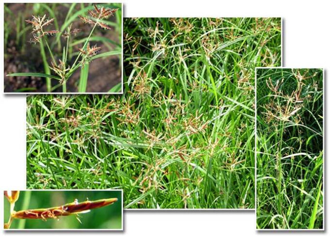 Củ gấu biển – vị thuốc chữa bệnh phụ nữ