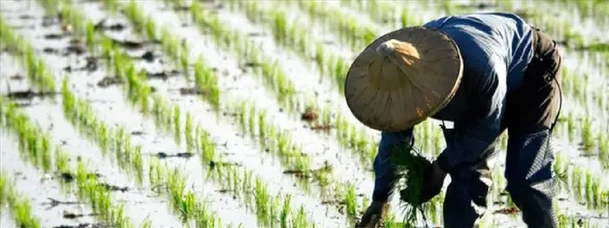 Châu Á: Biến đổi khí hậu đang thách thức ngành nông nghiệp