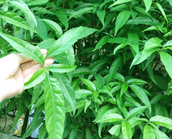 Tác dụng chữa bệnh của cây xương khỉ