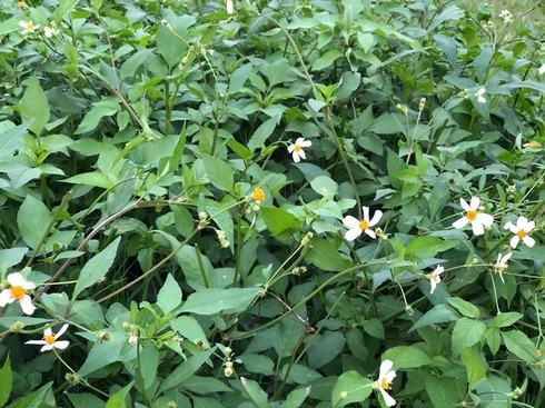 Tác dụng chữa bệnh của cây xuyến chi
