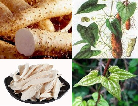 Tác dụng chữa bệnh của vị thuốc Hoài sơn