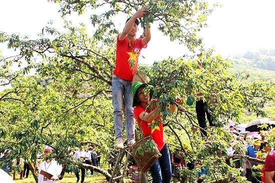 Mộc Châu tổ chức Ngày hội Hái quả lần thứ VI năm 2022