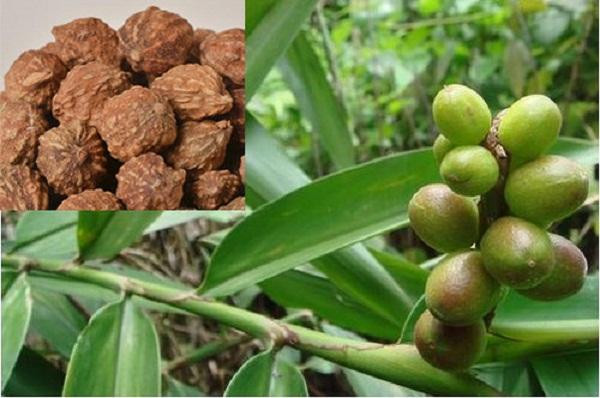 Những công dụng đến từ Ích chí nhân