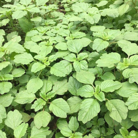 Dền cơm, một cây rau quý