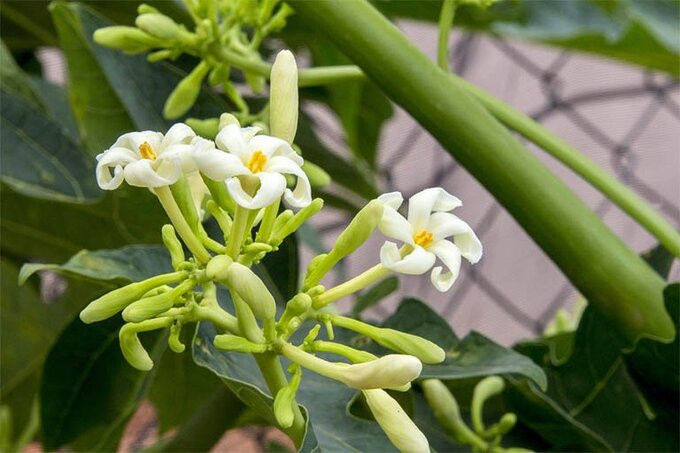 Bài thuốc trị bệnh của hoa đu đủ đực