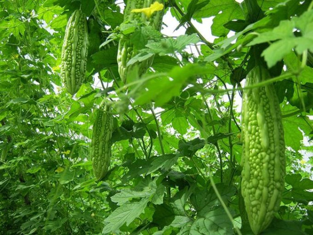Bài thuốc chữa bệnh từ mướp đắng