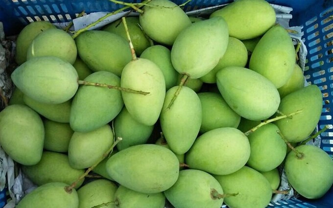 Lợi ích của hạt xoài đối với sức khoẻ
